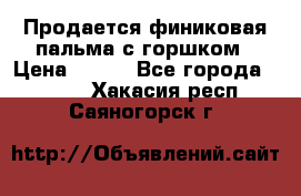 Продается финиковая пальма с горшком › Цена ­ 600 - Все города  »    . Хакасия респ.,Саяногорск г.